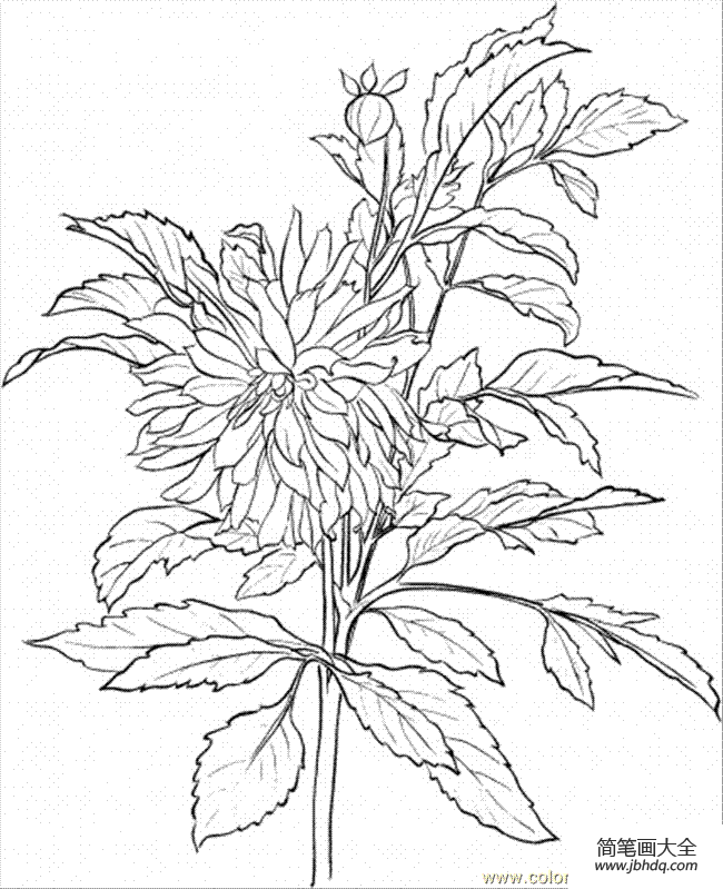 花简笔画图片大全 雏菊简笔画图片