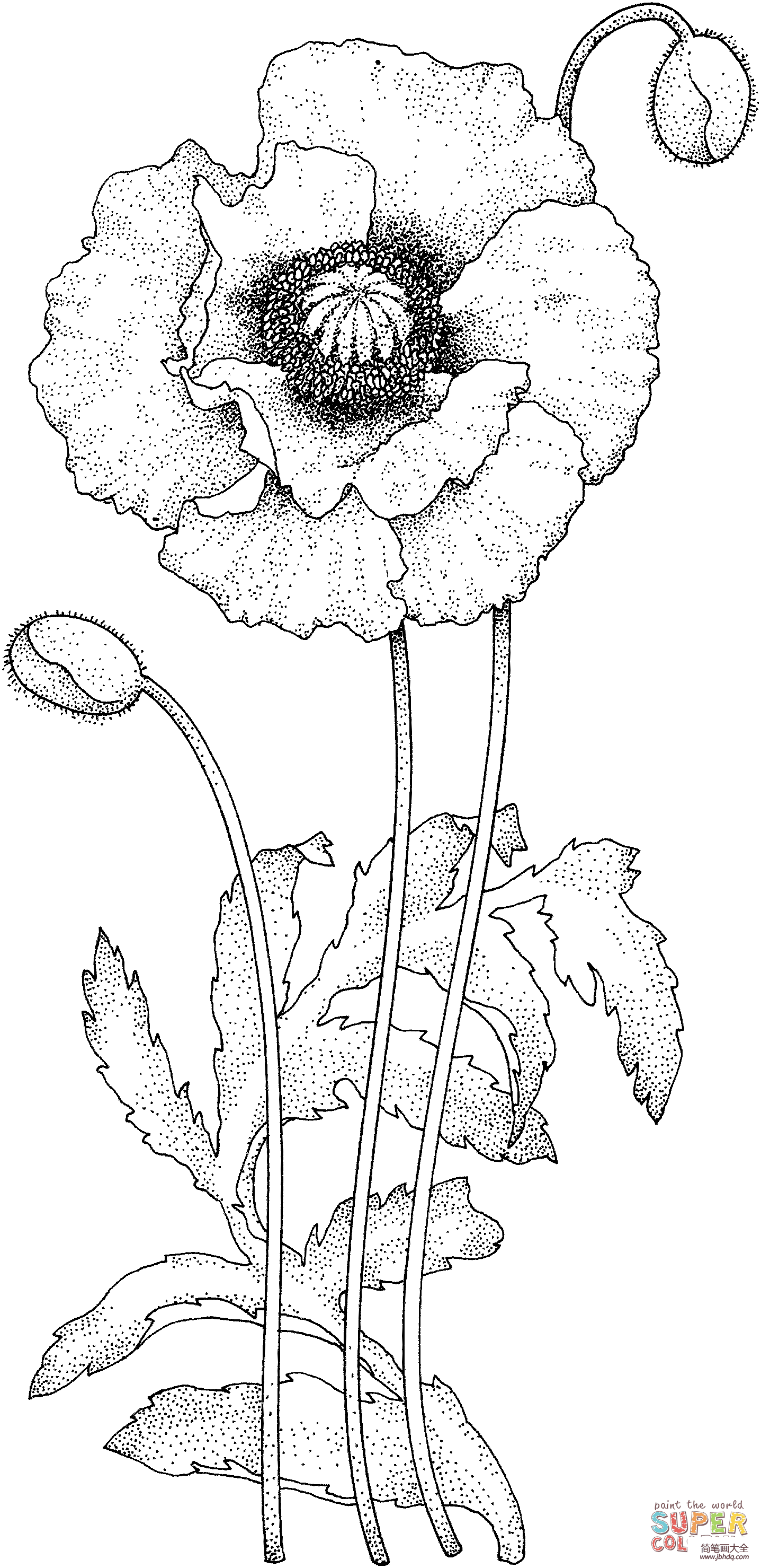 罂粟花花朵简笔画