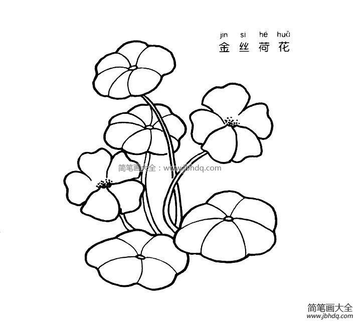金丝荷花简笔画图片