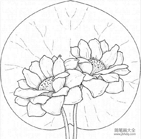 花朵的画法大全 漂亮的花朵简笔画