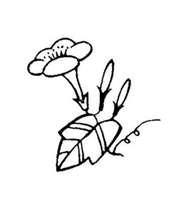 美丽花朵简笔画 花朵图片简笔画