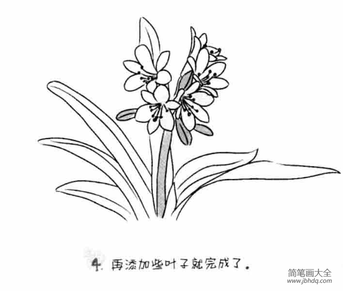 儿童花朵简笔画君子兰
