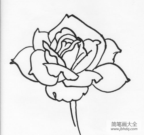 月季花简笔画画法