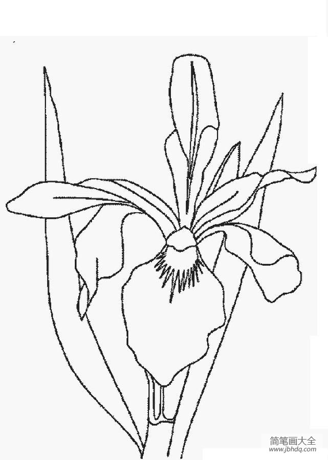 花朵简笔画大全 虹膜花简笔画