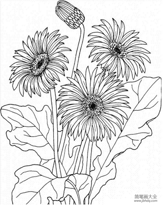 花朵简笔画图片 非洲菊简笔画