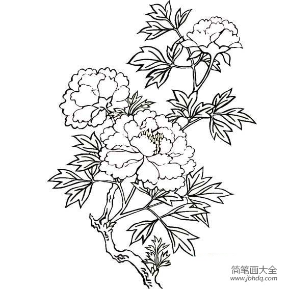 花朵简笔画 关于牡丹花的简笔画图片