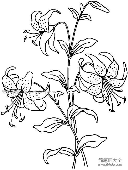 迎风摇曳的花朵简笔画