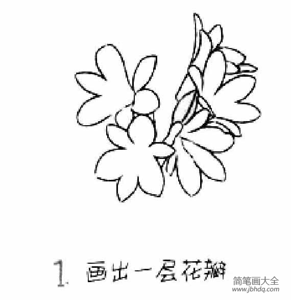 儿童花朵简笔画君子兰