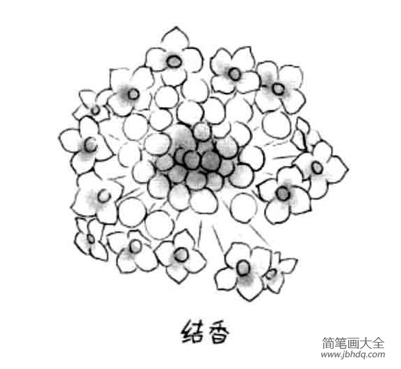 儿童花朵简笔画结香花