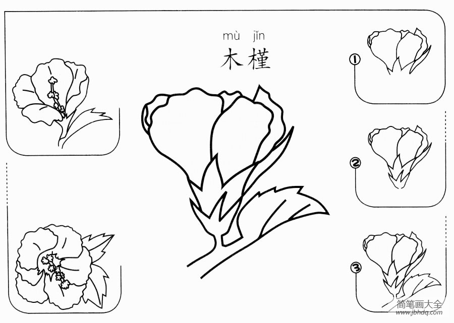 木槿怎么画