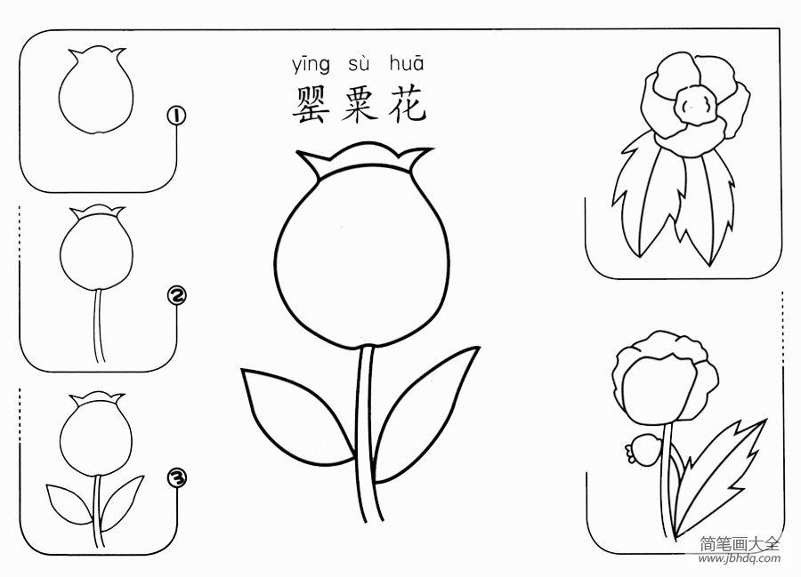 罂粟花怎么画