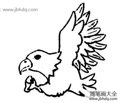 鹰简笔画图片
