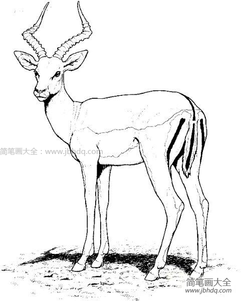 野生动物羚羊简笔画图片