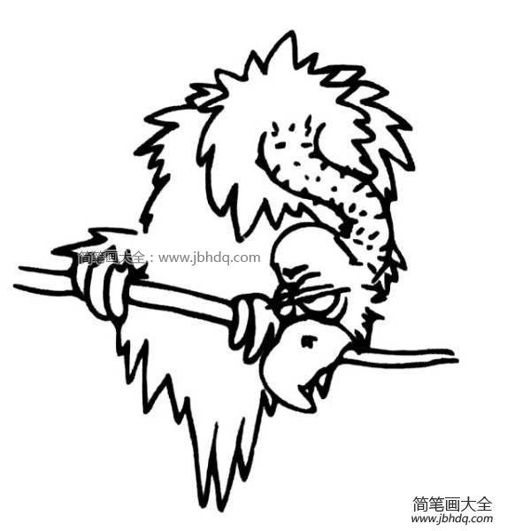 树枝上的秃鹰
