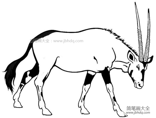 野生动物羚羊简笔画图片