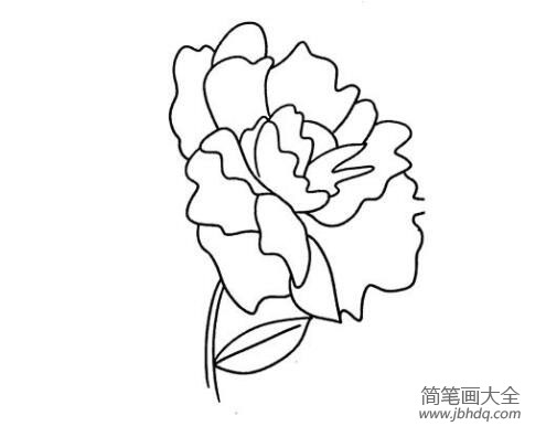 漂亮的牡丹花简笔画