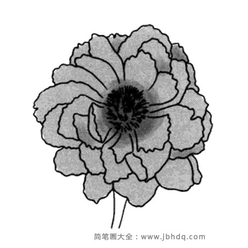 春天的花朵 牡丹花