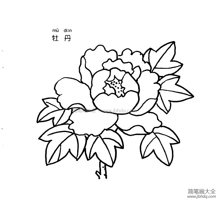 牡丹花简笔画图片