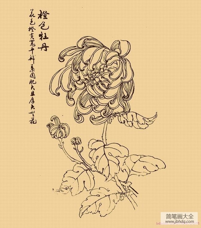 手绘牡丹花简笔画