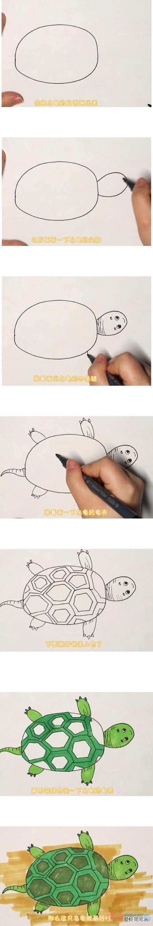 教你一步一步绘画小乌龟简笔画