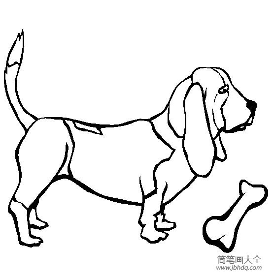 小狗图片大全 巴吉度猎犬简笔画