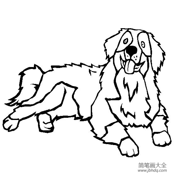 小狗图片大全 伯恩山犬简笔画