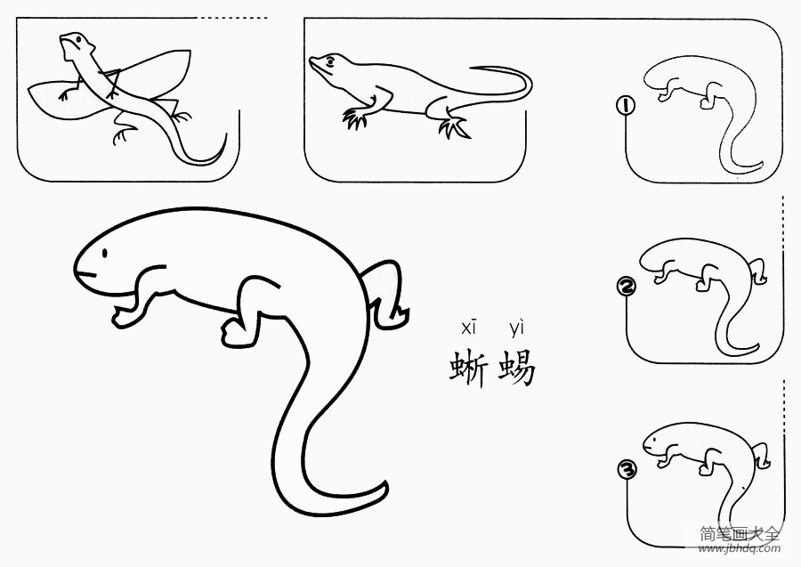 蜥蜴怎么画