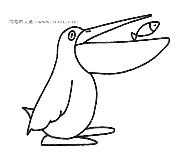 鹈鹕简笔画步骤4