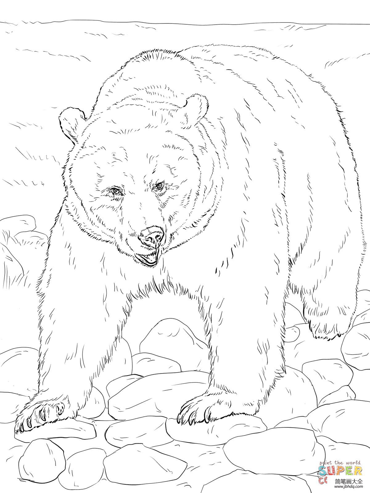 动物园里的棕熊