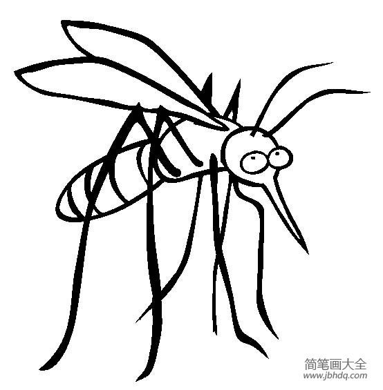 昆虫图片 蚊子简笔画图片