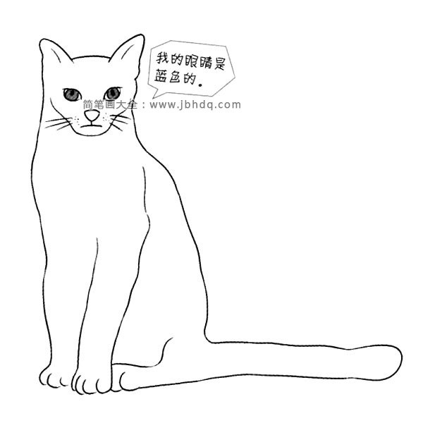 俄罗斯蓝猫