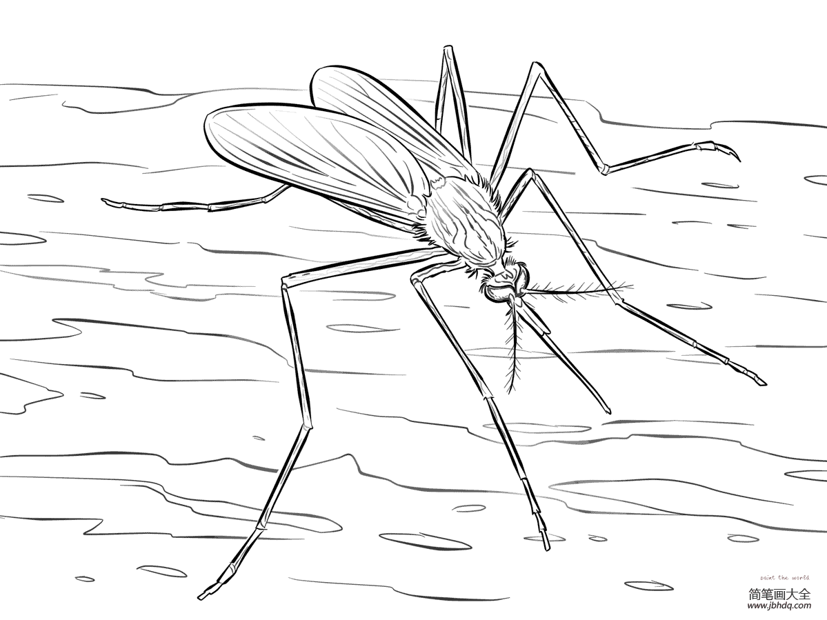 学画蚊子