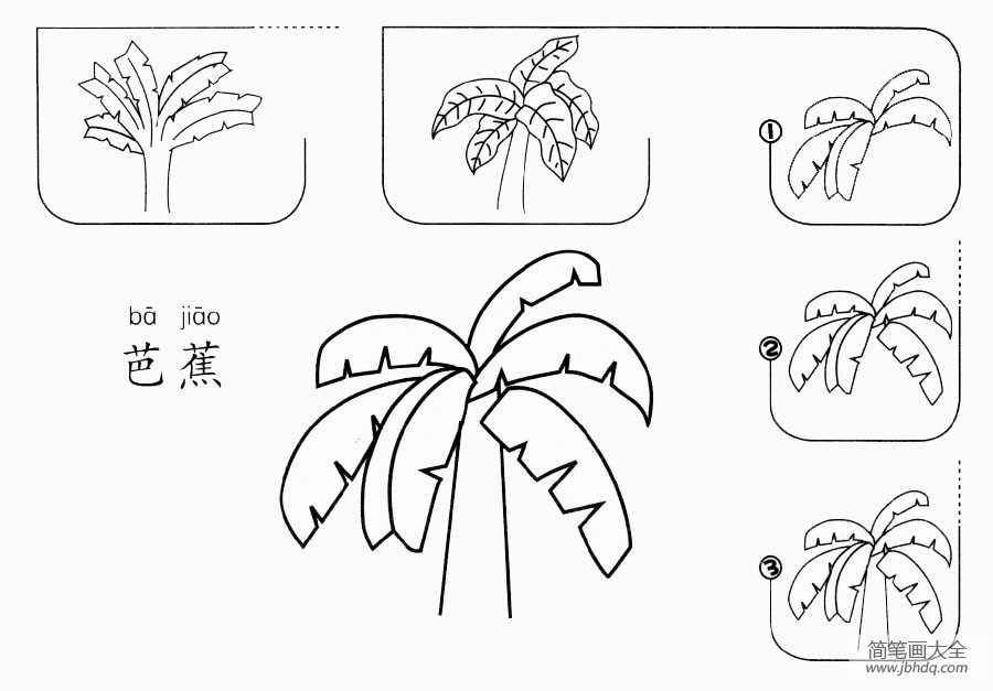 芭蕉树怎么画