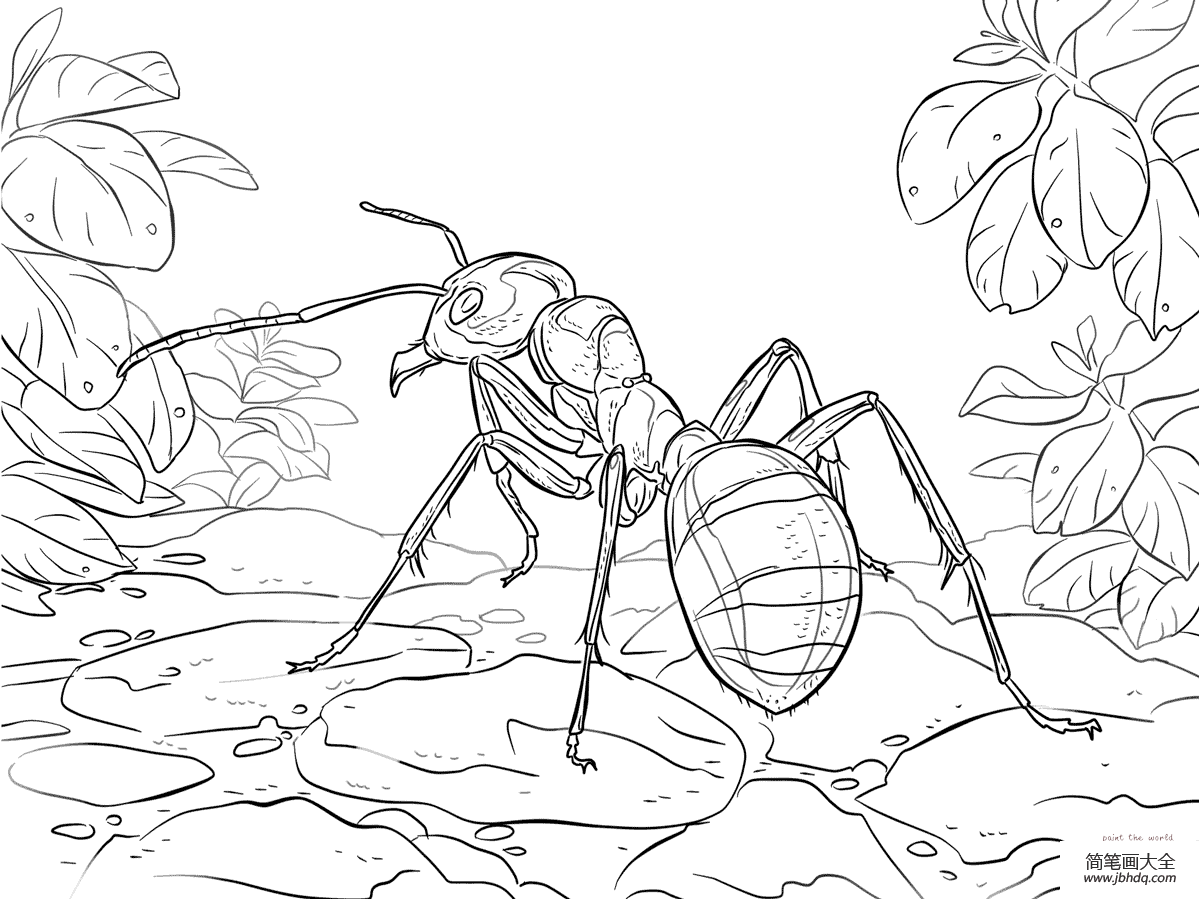红木蚁