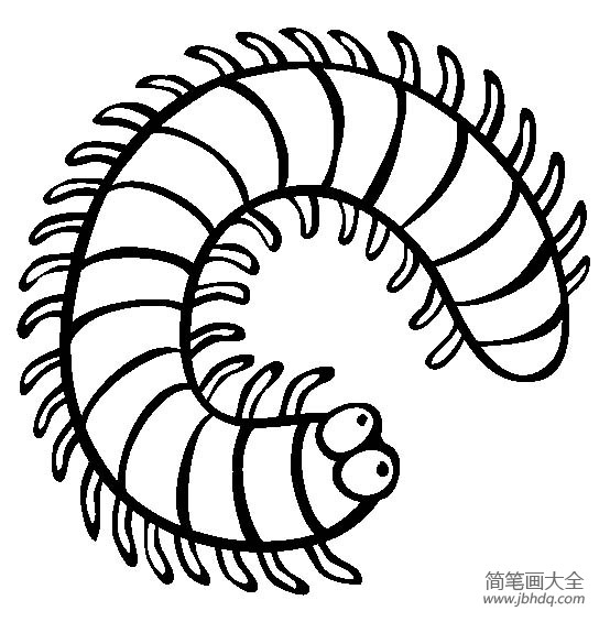 昆虫图片 千足虫简笔画图片