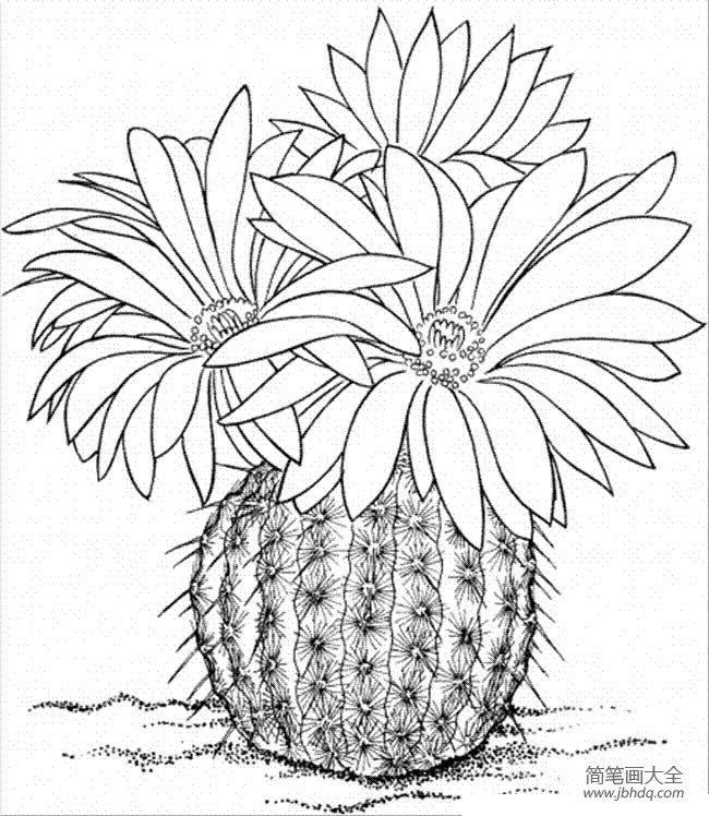 植物简笔画大全 漂亮的仙人球简笔画图片