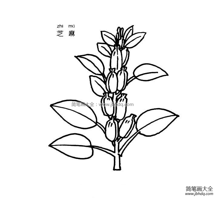 芝麻简笔画图片