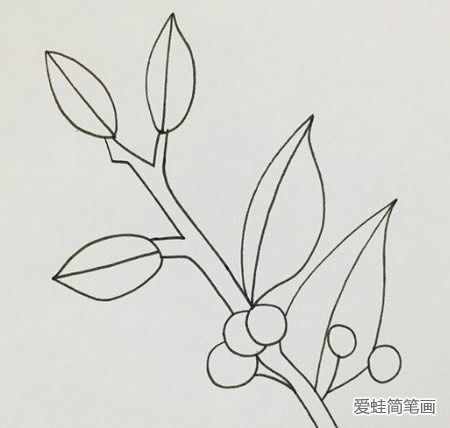 冬青树简笔画