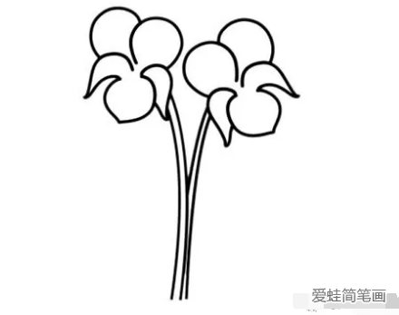 紫罗兰君