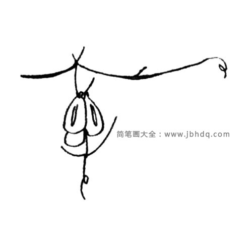 2.在节处画出一条蔓来，再画出果实。