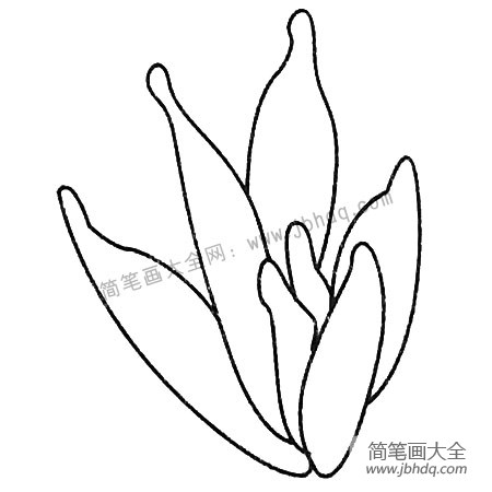 多肉植物简笔画图片大全