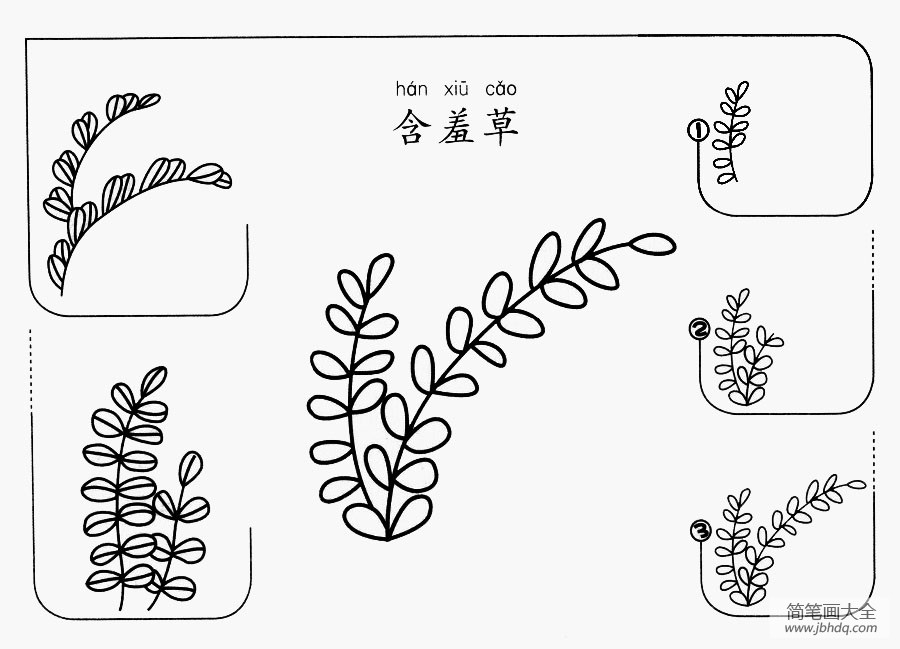含羞草怎么画