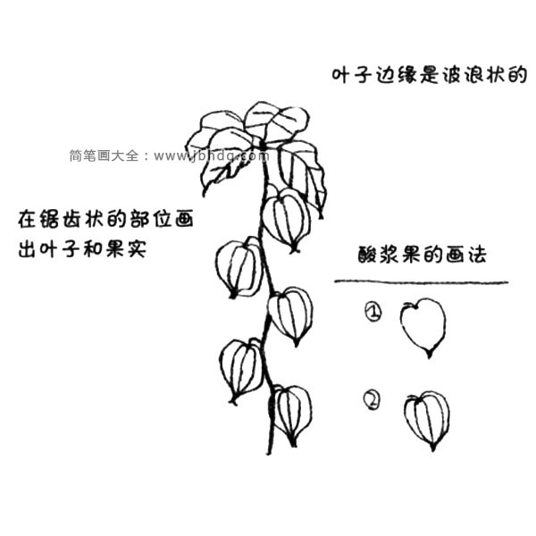 2.在弯弯曲曲并有些突起的地方画出叶子和果实。