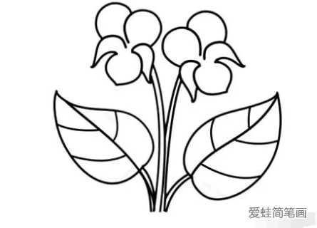 紫罗兰君