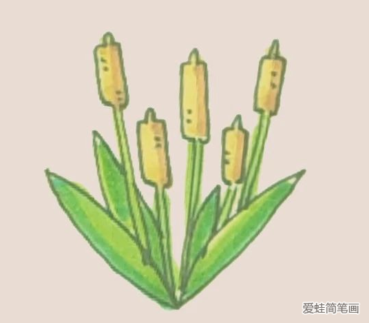 香蒲简笔画