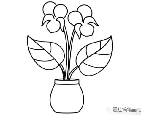 紫罗兰君