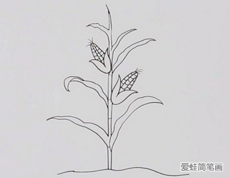 一颗玉米简笔画