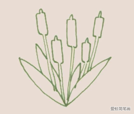 香蒲简笔画