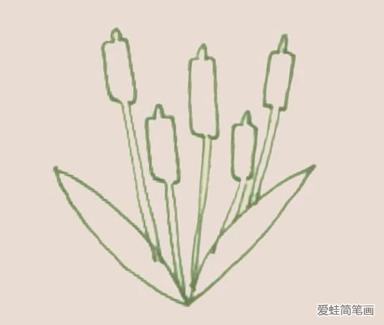 香蒲简笔画