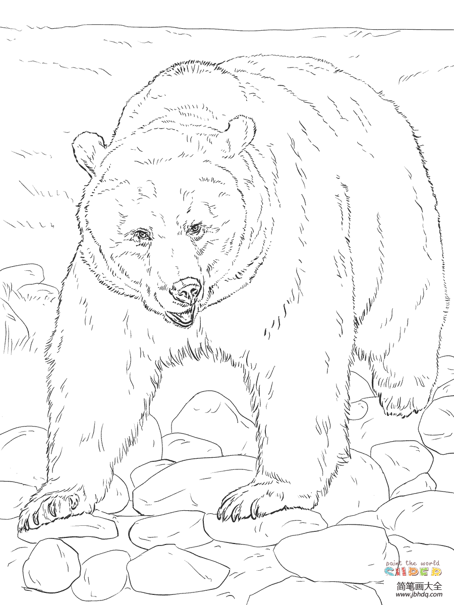 大灰熊简笔画